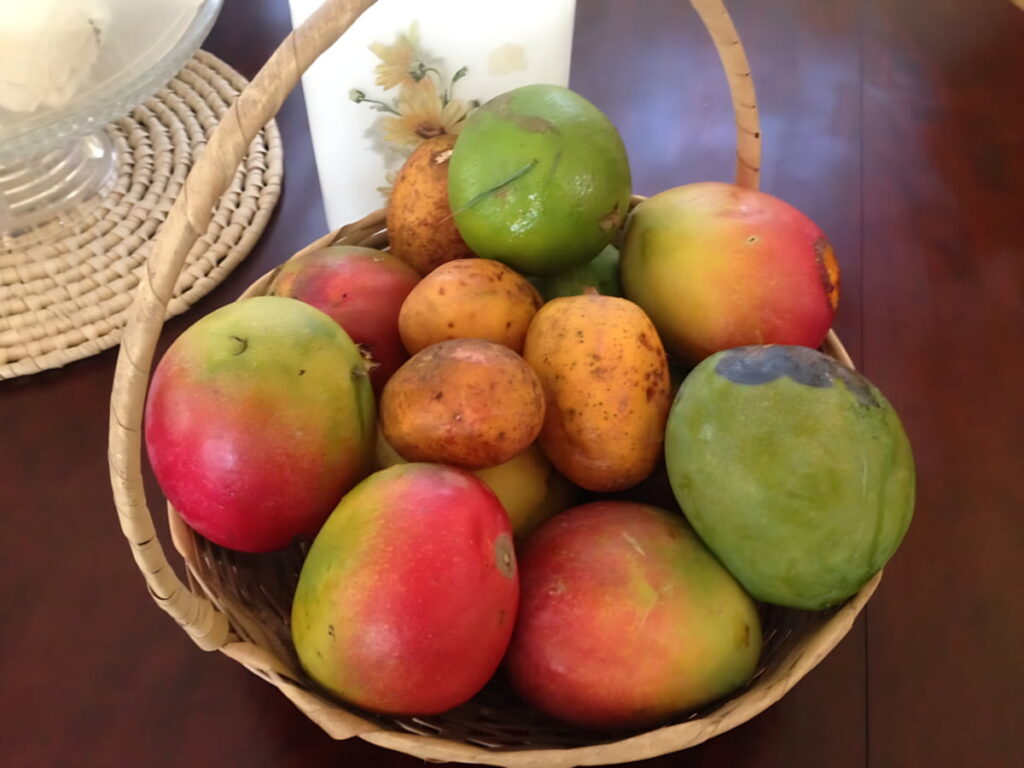 Basket of fresh Jamaican fruits, which includes mangoes, june plums and oranges