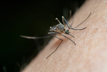 Mosquitoes in Jamaica (Everything You Need to Know to Survive)