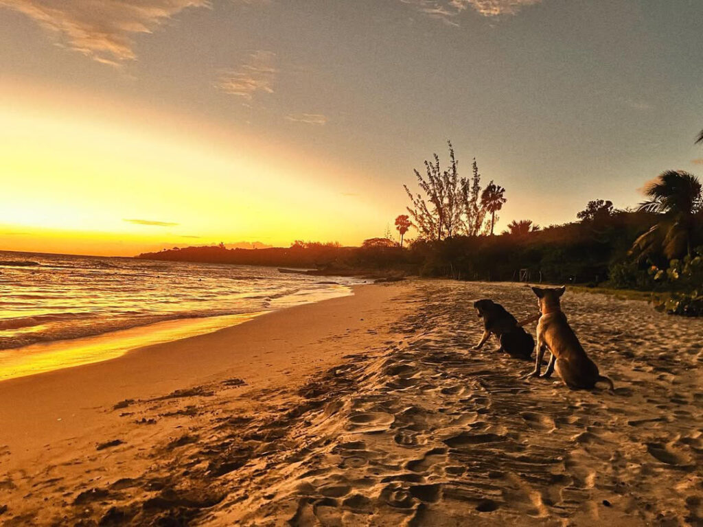 Two dogs sitting on Treasure Beach at sunset.