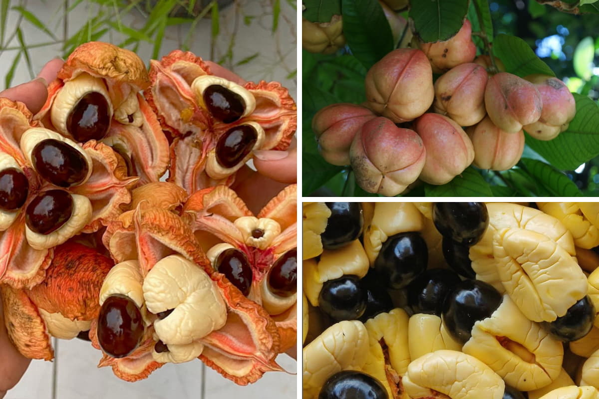 Three views of the Jamaican national fruit, Ackee. A whole, ripe and unripe pod; the inside with its soft yellow flesh and black seeds.