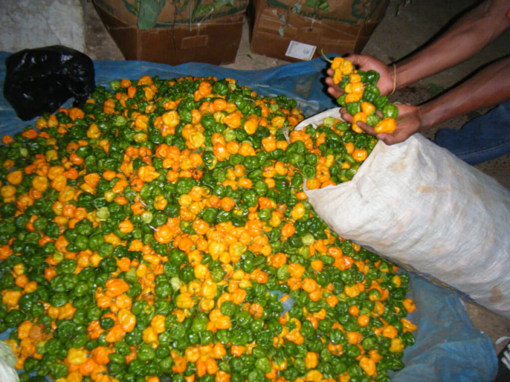 A pile of fiery green and yellow Scotch bonnet peppers, a staple in spicy Jamaican cuisine