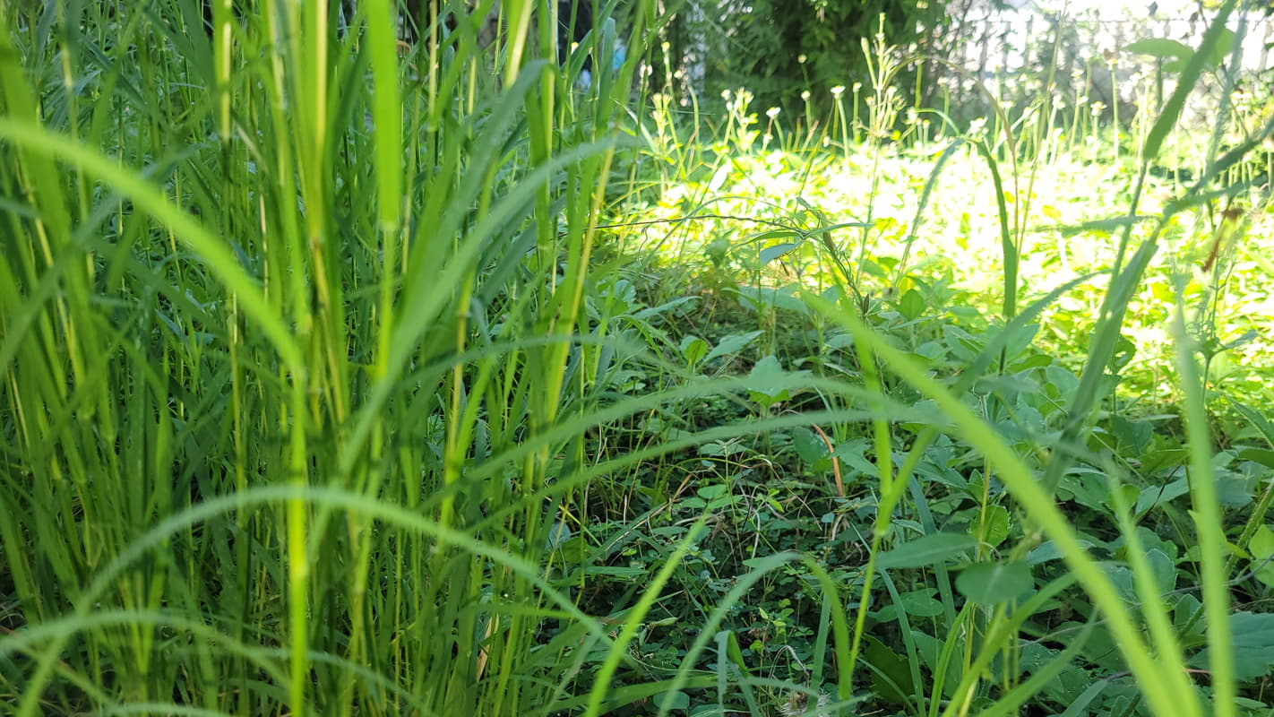 Dense Jamaican vegetation where mosquitoes are most active at dawn and dusk.