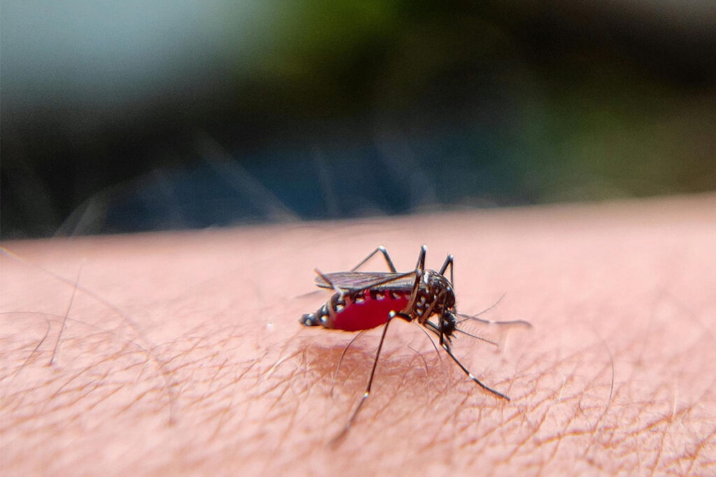 mosquito-sucking-blood