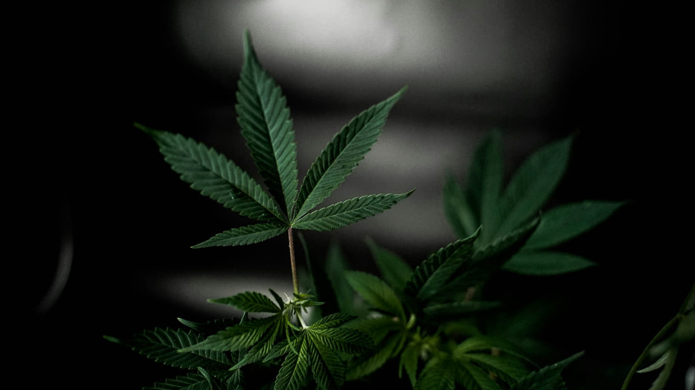Marijuana leaf highlighting Jamaica's legal status.
