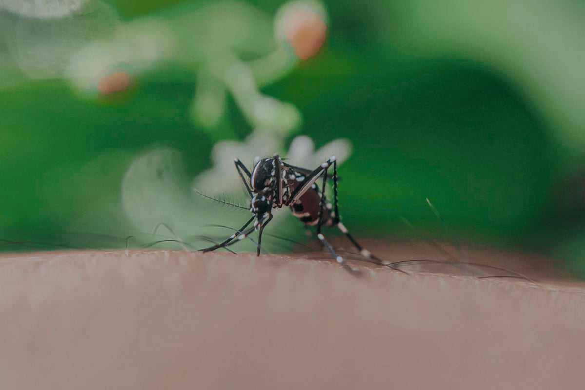 Mosquito on skin mid-bite, emphasizing risk and need for protection in Jamaica.