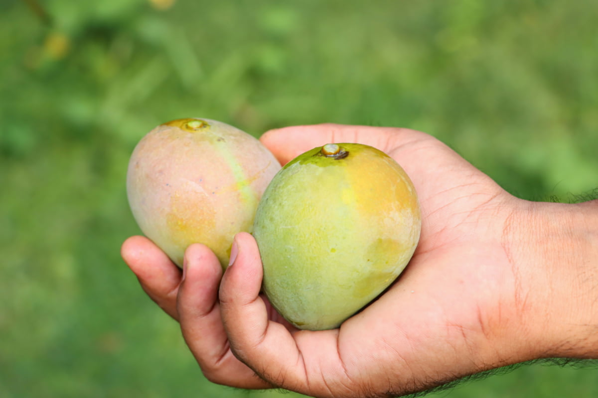 jamaican-mango-season A person's hands holding two ripe, colorful Jamaican mangoes, ready to be eaten.